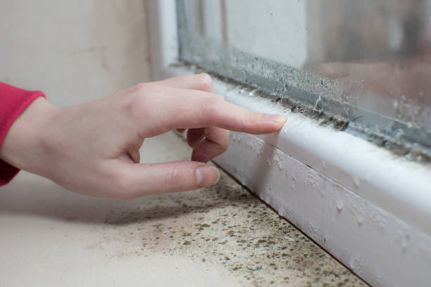 Best Environmental Consulting for Mold Prevention  in Pho, IL