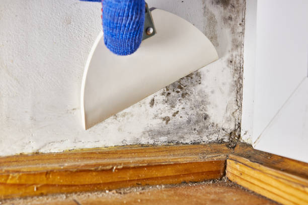 Best Post-Construction Mold Inspection  in Pho, IL